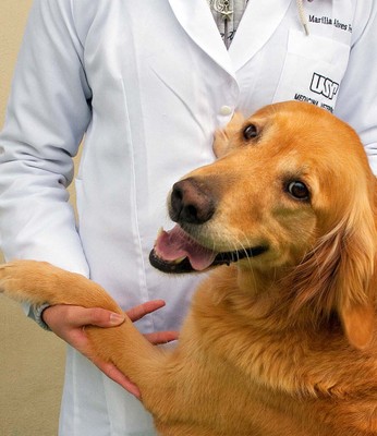 Cães na Faculdade de Medicina Veterinária e Zootecnia