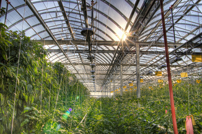 Montreal rooftop greenhouse - 2