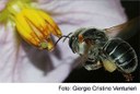 abelha melipona gcv