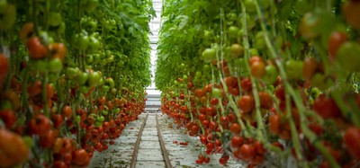 Agricultura orgânica - Lufa Farms - 1