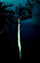 Árvore da Amazônia Árvore da Amazônia