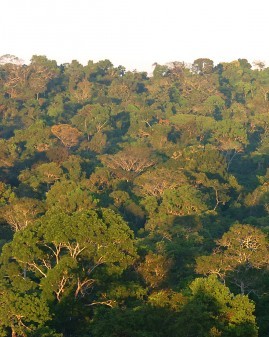 Floresta Amazônica. Foto: Cecilia Bastos/Jornal da USP