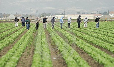 Emprego agrícola