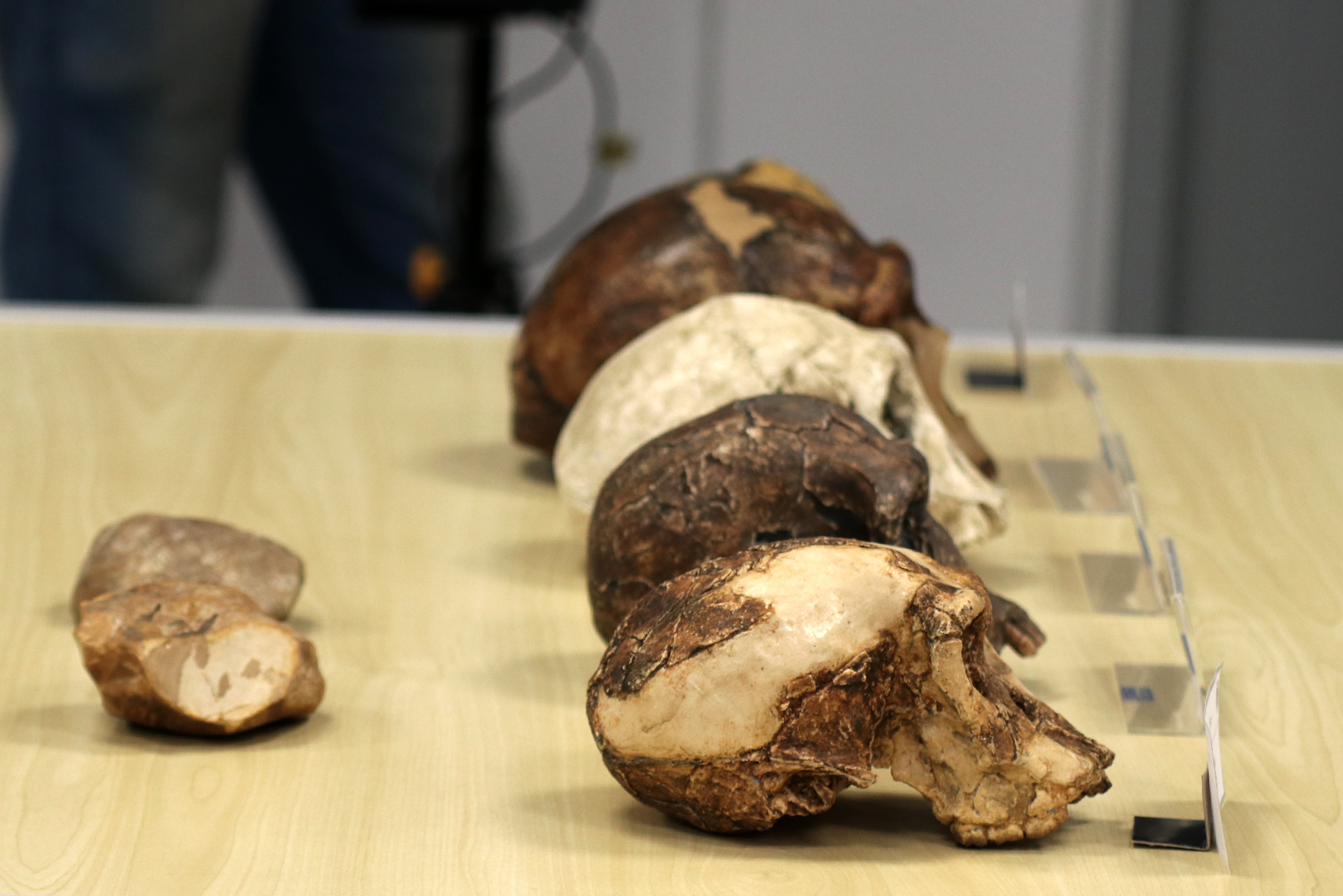 Pedras lascadas e réplicas de crânios de hominídeos