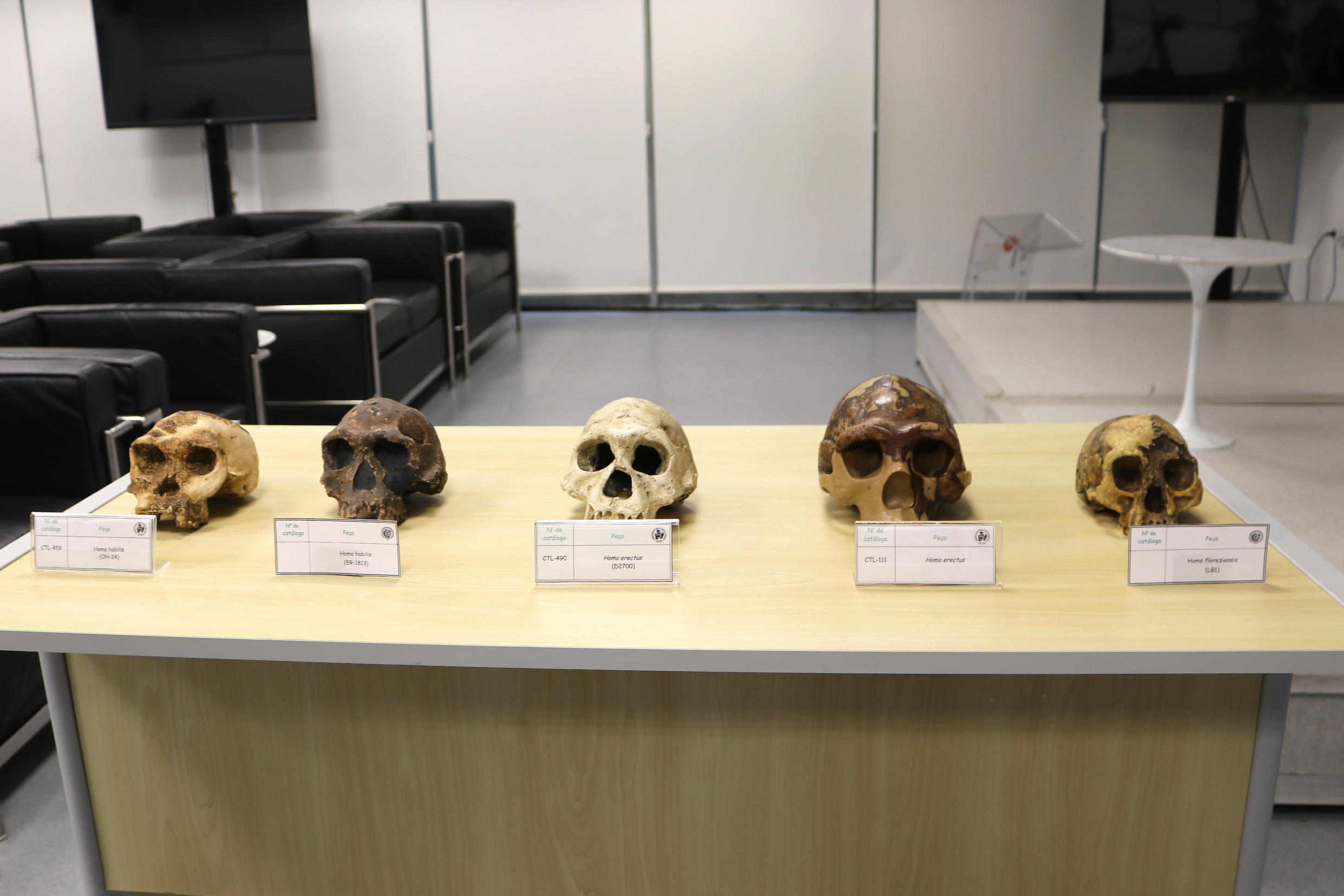 Réplicas de crânios de hominídeos