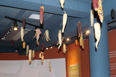 Instalação de milhos no Museu das Culturas Indígenas 