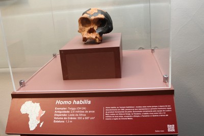 Réplica Homo habilis (viveu entre 2,6 e 1,5 milhões de anos atrás)
