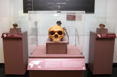 Réplica Homo neanderthalensis (viveu entre 200 mil e 30 mil anos atrás)