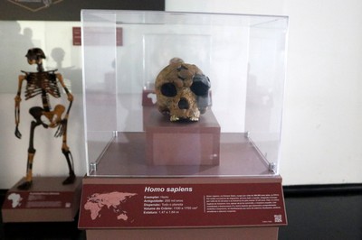 Réplica Homo sapiens (surgiu há 200 mil anos)
