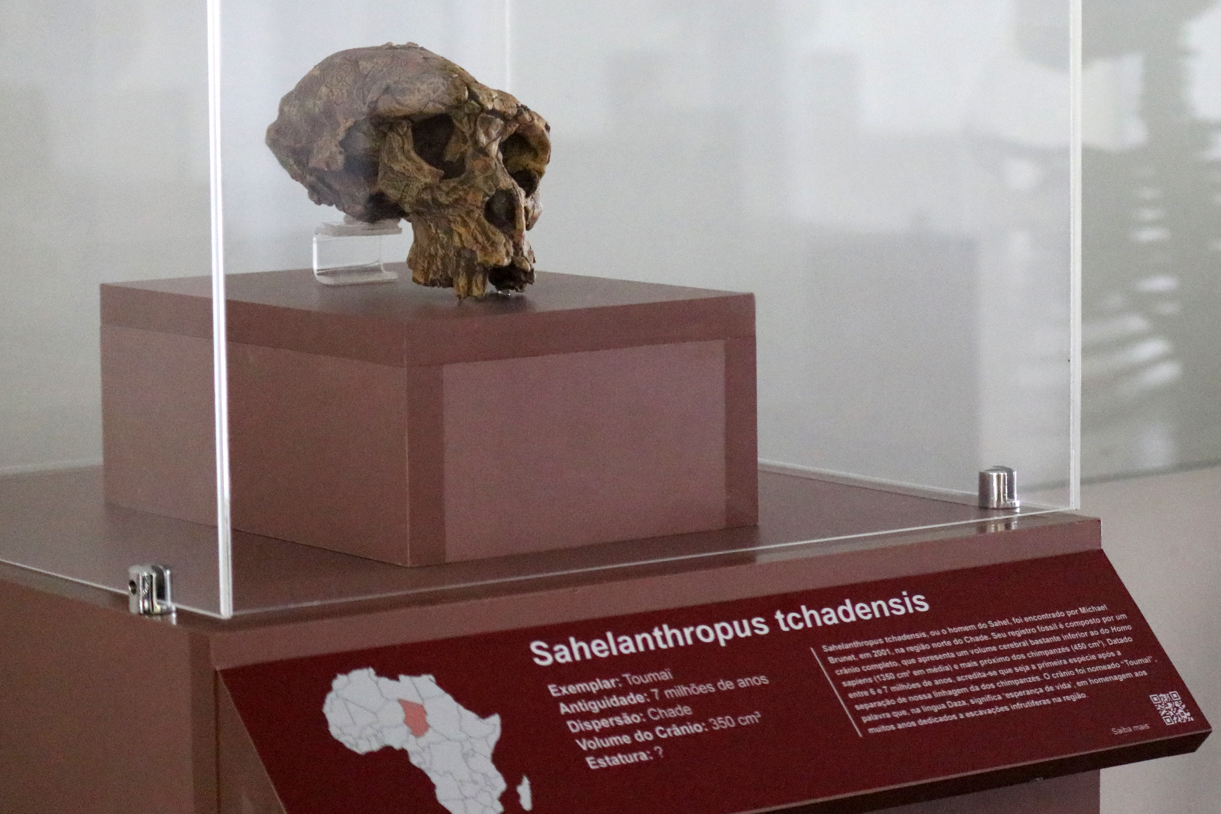 Réplica Sahelanthropus tchadensis (viveu entre 6 e 7 milhões de anos atrás)