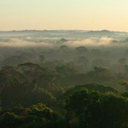 Floresta Amazônica USP Imagens 1