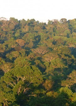 Floresta Amazônica. Foto: Cecilia Bastos/Jornal da USP