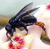 abelha capa