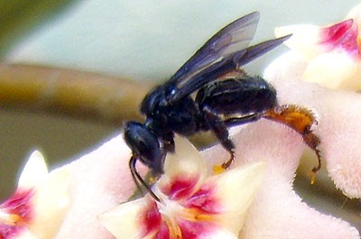 abelha