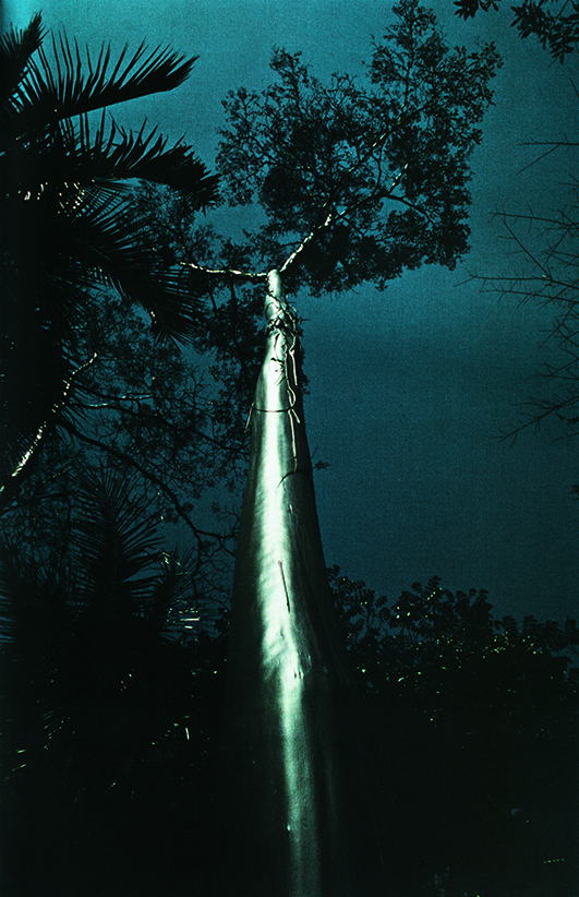Árvore da Amazônia