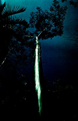 Árvore da Amazônia