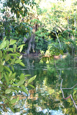 Home Amazônia - 1