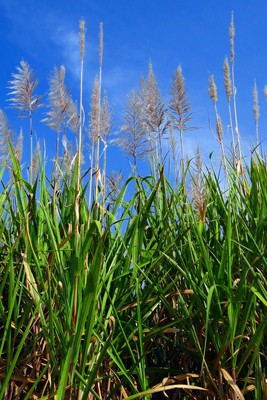 Home cana-de-açúcar