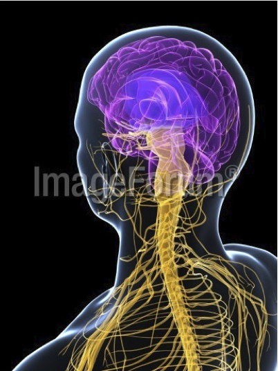 PrvisualizaodeAFPImageForumF0041398SciencePhotoLibraryf0041398.jpg