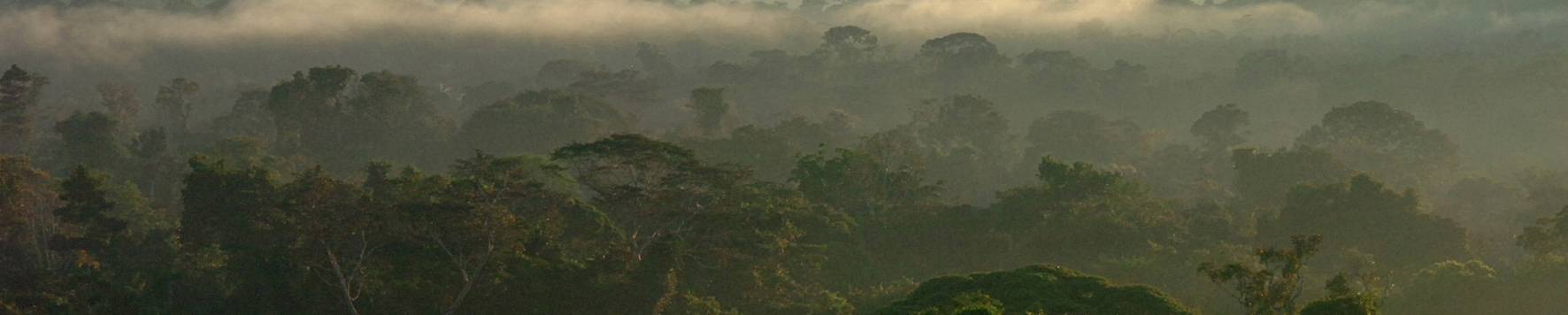 Floresta Amazônica