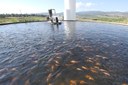 Aquicultura