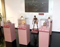 Home 3 - Exposição Ocupação Hominínia