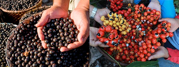 Açaí e guarana