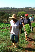 Agroecologia-boletim