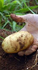 Batata orgânica