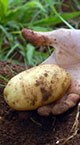 Batata orgânica