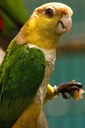 Biodiversidade na Amazônia