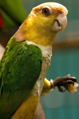 Biodiversidade na Amazônia