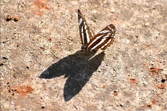 Borboleta Neptis sappho