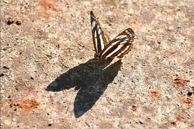 Borboleta Neptis sappho
