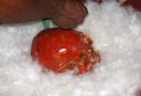 bororo-3