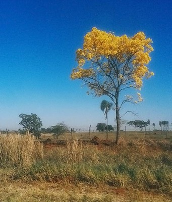 Cerrado paulista