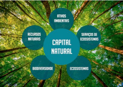 Componentes do Capital Natural