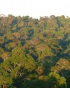 Floresta Amazônica. Foto: Cecilia Bastos/Jornal da USP Floresta Amazônica. Foto: Cecilia Bastos/Jornal da USP