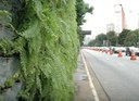 Verdejando corredor verde 23 de maio Verdejando corredor verde 23 de maio