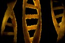 DNA