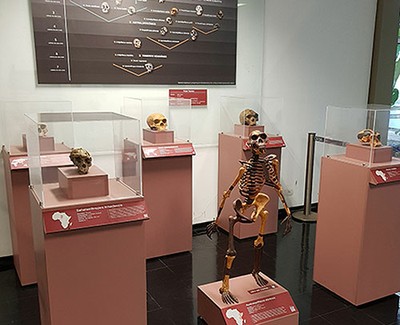 Exposição de réplicas de fósseis de hominínios