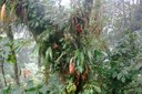 Floresta tropical