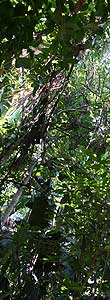 florestaamazonia.jpg