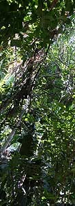 florestaamazonia.jpg