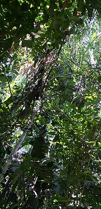 florestaamazonia2.jpg