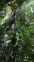 florestaamazoniacapa.jpg