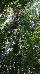 florestaamazoniacapa.jpg