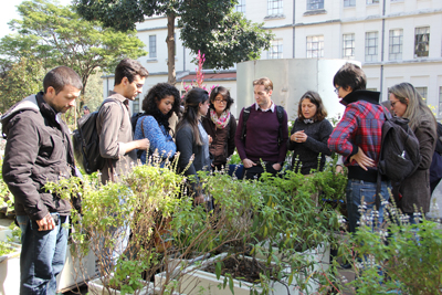 FMUSP - Horta urbana