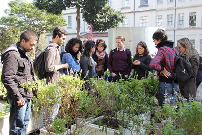 FMUSP - Horta urbana