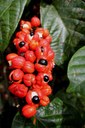 Guaraná